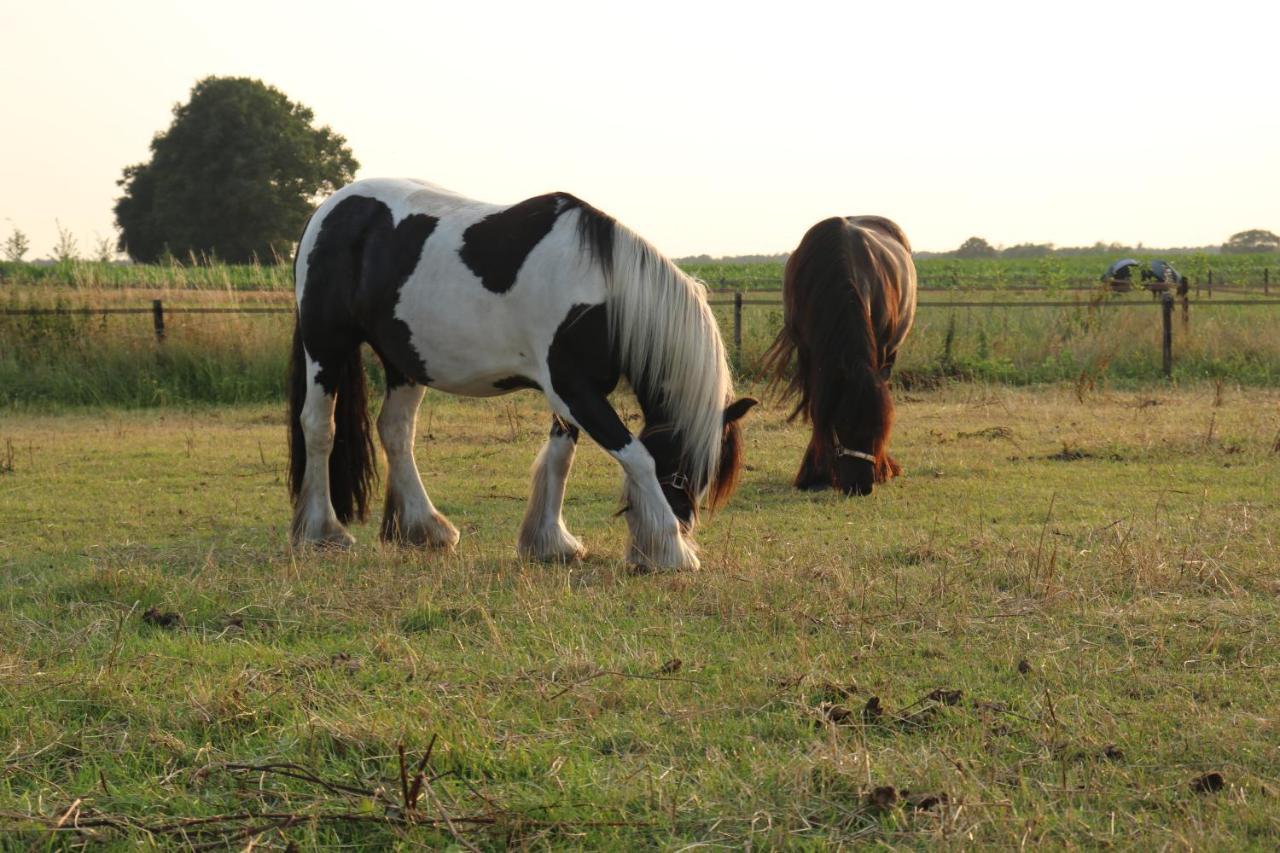 Essen Slapen Tussen De Paarden酒店 外观 照片